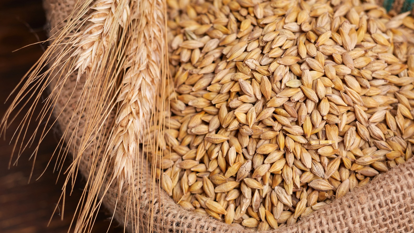 Wheat Grain